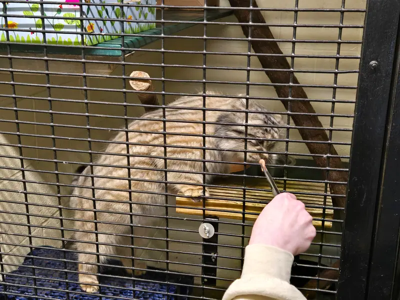 オグルベイ・グッド動物園のディーンの写真