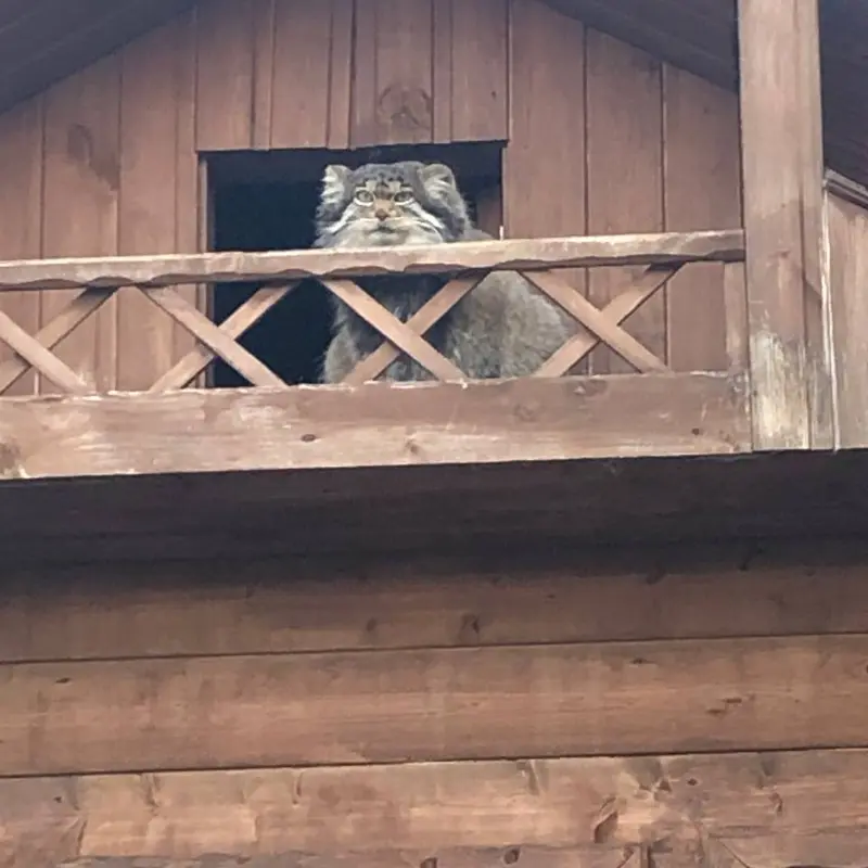 イジェフスク動物園（ウドムルト動物園）のアルタイの写真