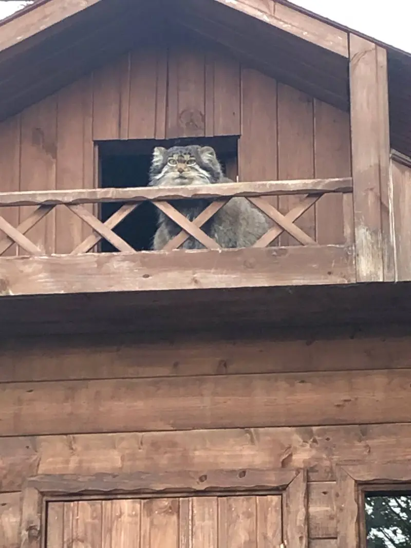 イジェフスク動物園（ウドムルト動物園）のアルタイの写真