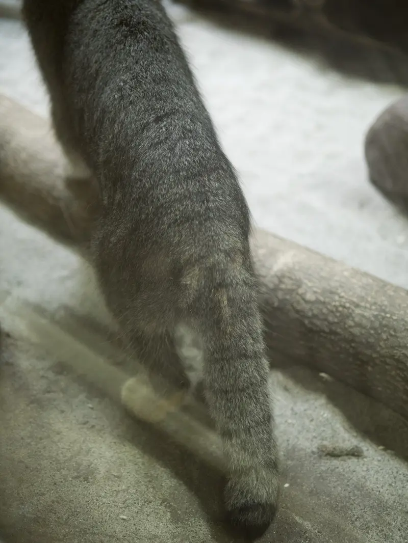 恩賜上野動物園のクリョンの写真