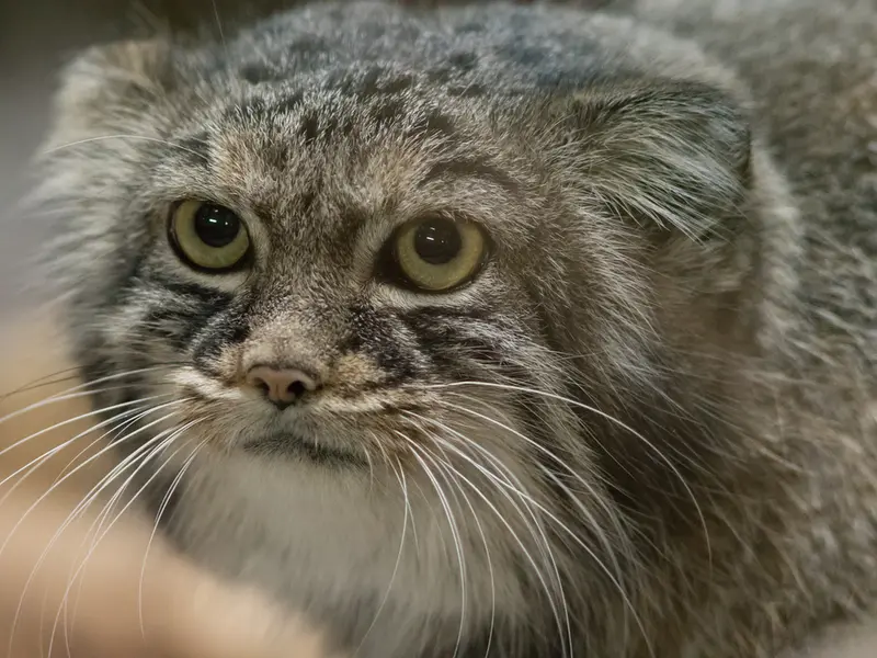 恩賜上野動物園のサフランの写真