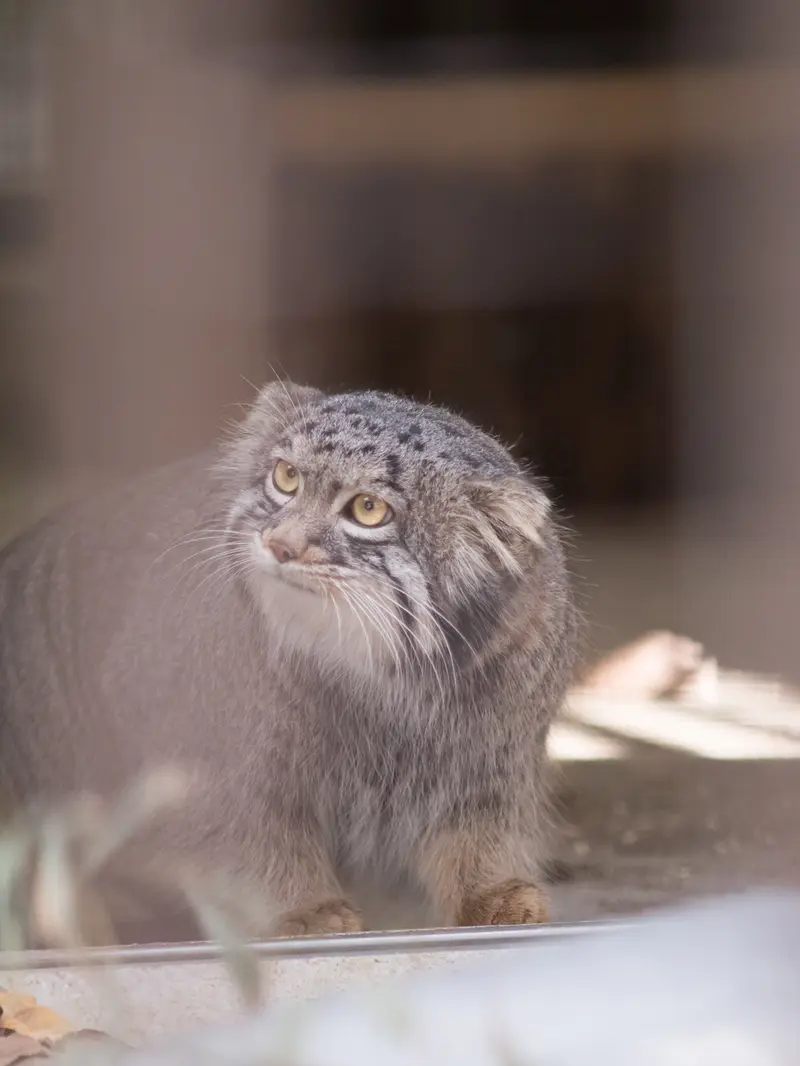 野毛山動物園のフィーガの写真