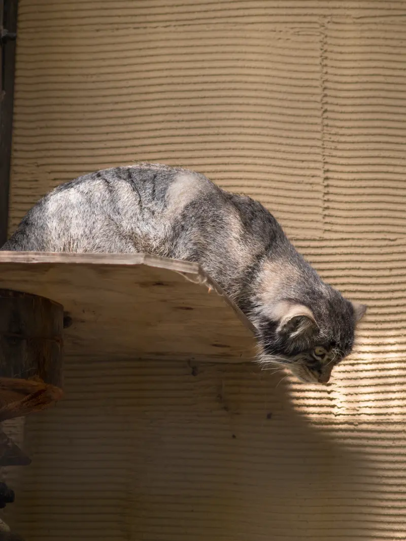 旭山動物園のヒデの写真