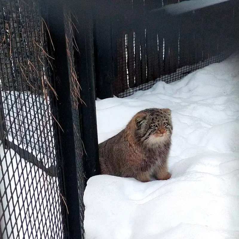 ノヴォシビルスク動物園のマヌルネコの写真