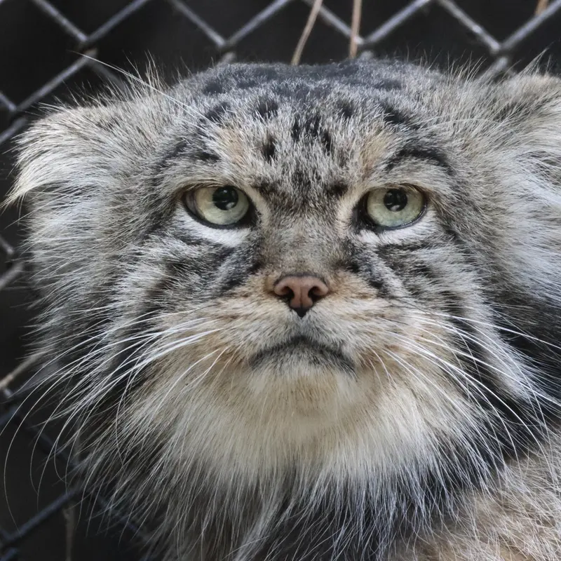 ノヴォシビルスク動物園のジョージの写真