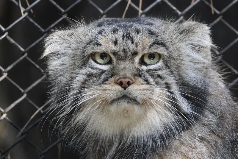 ノヴォシビルスク動物園のジョージの写真