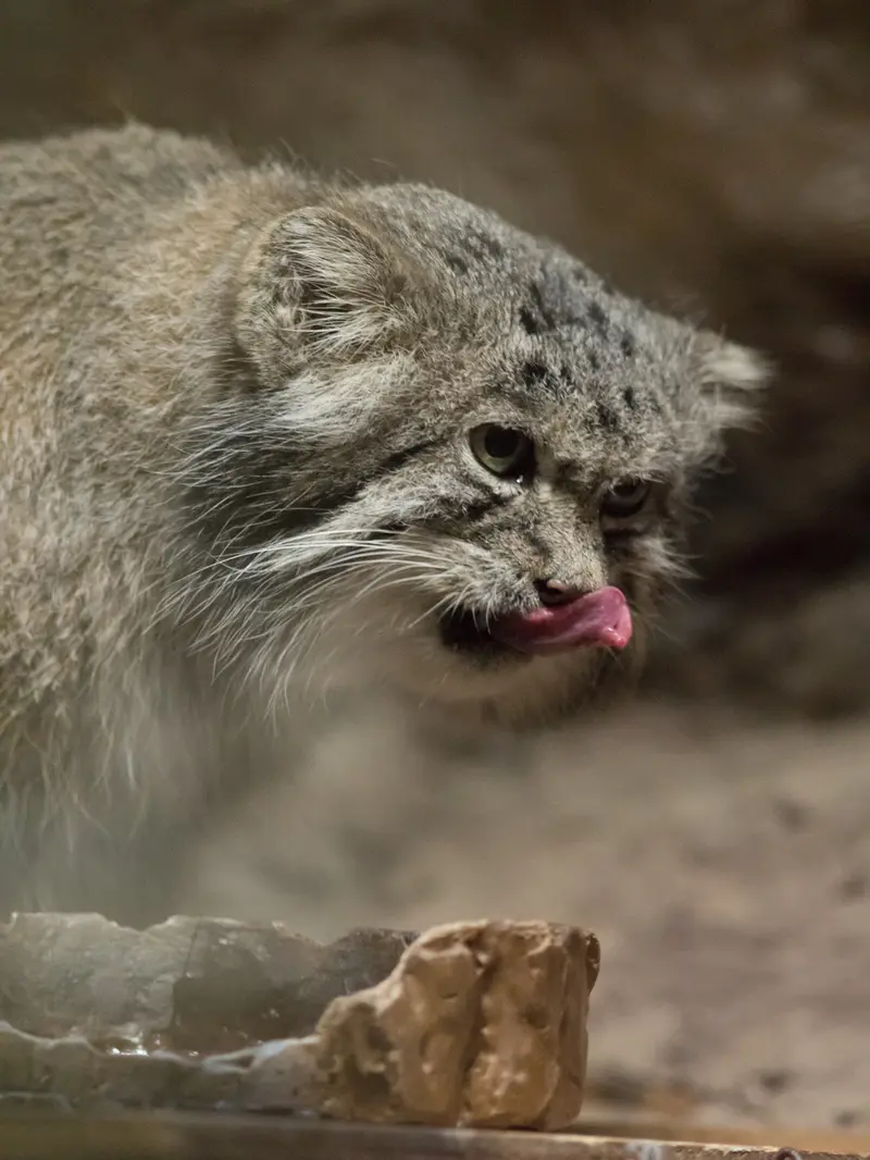 恩賜上野動物園のクリョンの写真