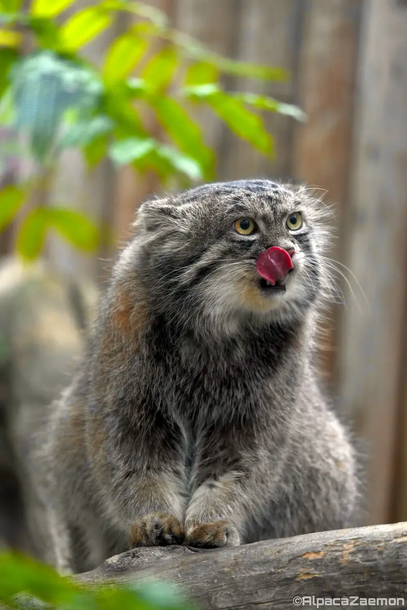 神戸どうぶつ王国のナルの写真