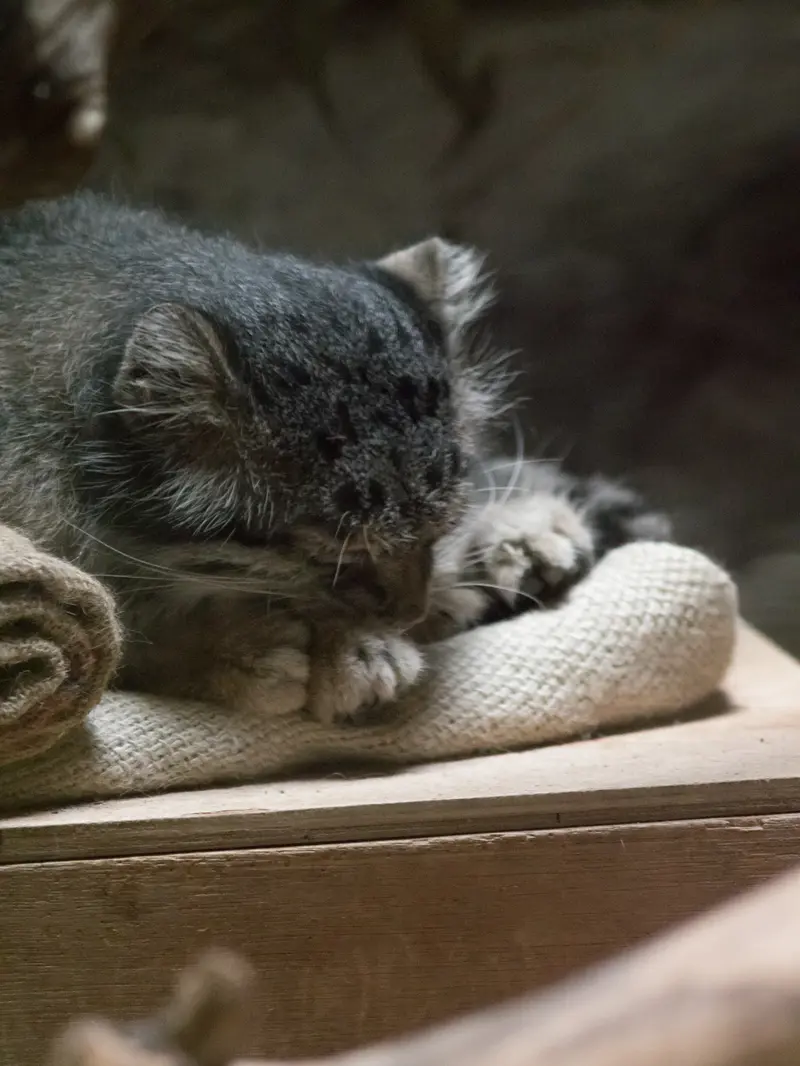 恩賜上野動物園のクリョンの写真
