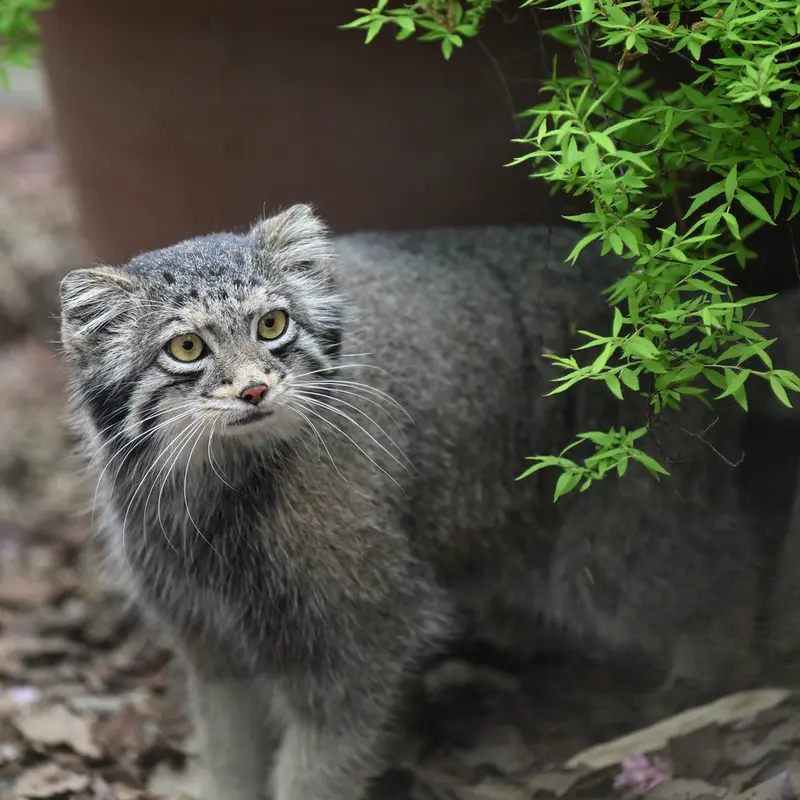 埼玉県こども動物自然公園のオトの写真