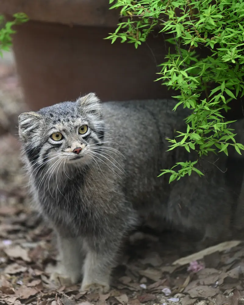 埼玉県こども動物自然公園のオトの写真