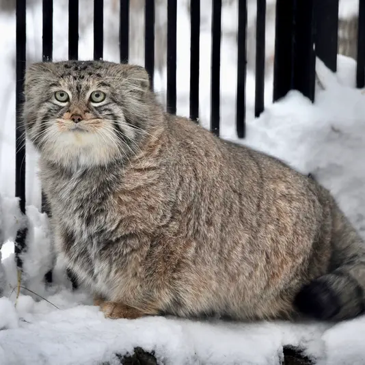 ノヴォシビルスク動物園のシェブの写真