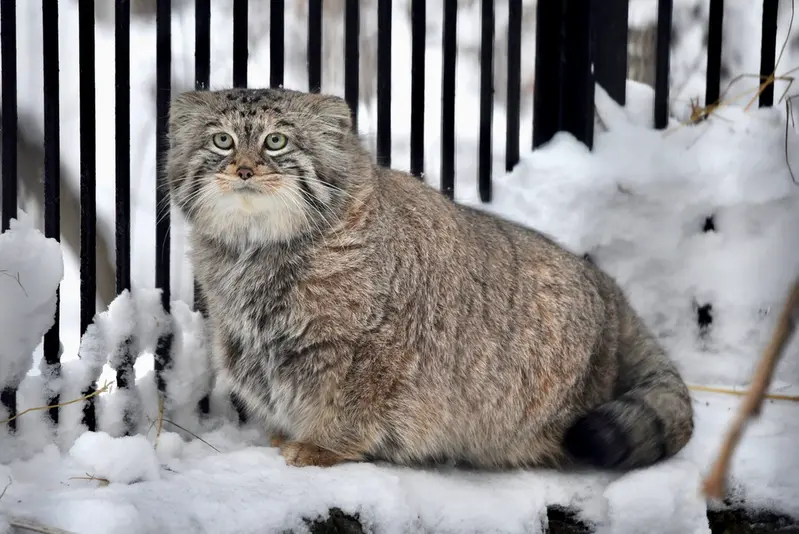ノヴォシビルスク動物園のシェブの写真