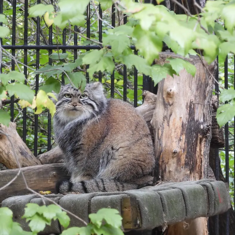 ノヴォシビルスク動物園のアーニャの写真