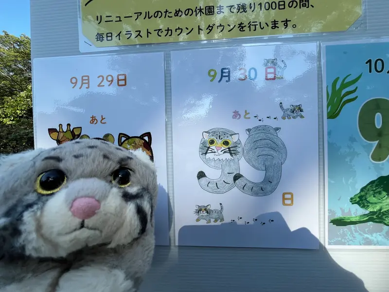 野毛山動物園のマヌルネコの写真