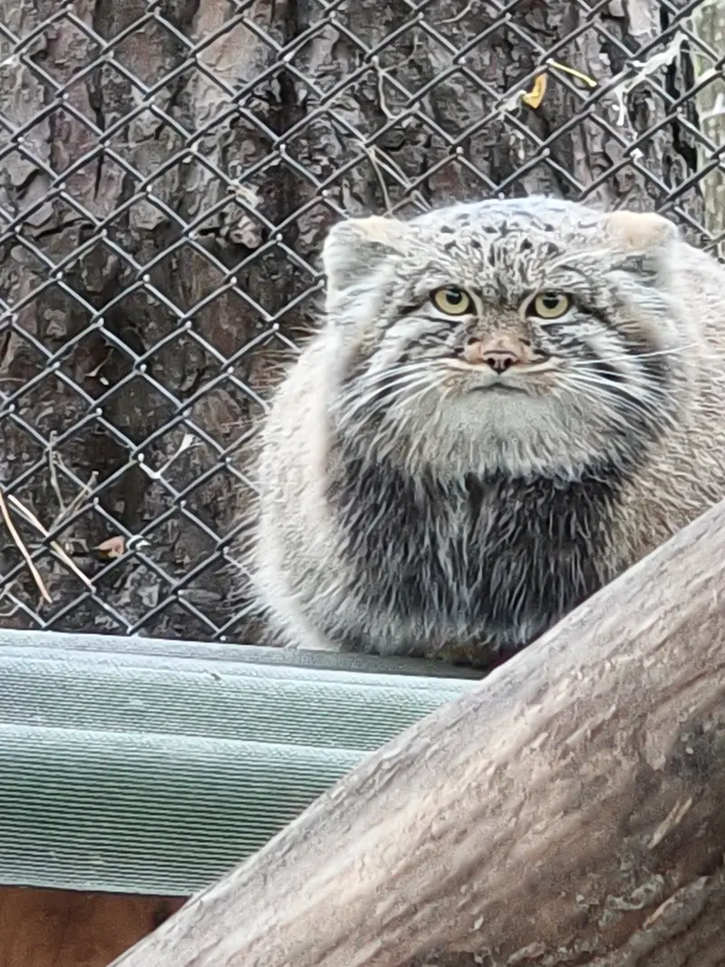 ノヴォシビルスク動物園のアデルの息子（2026年生まれ）Ⅲの写真