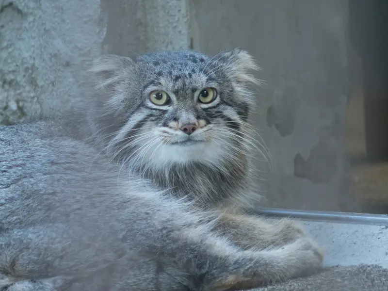 野毛山動物園のフィーガの写真
