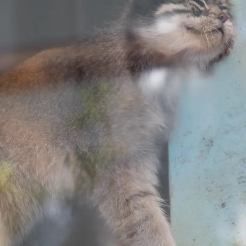 神戸市立王子動物園のイーリスの写真