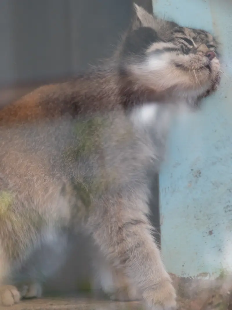 神戸市立王子動物園のイーリスの写真