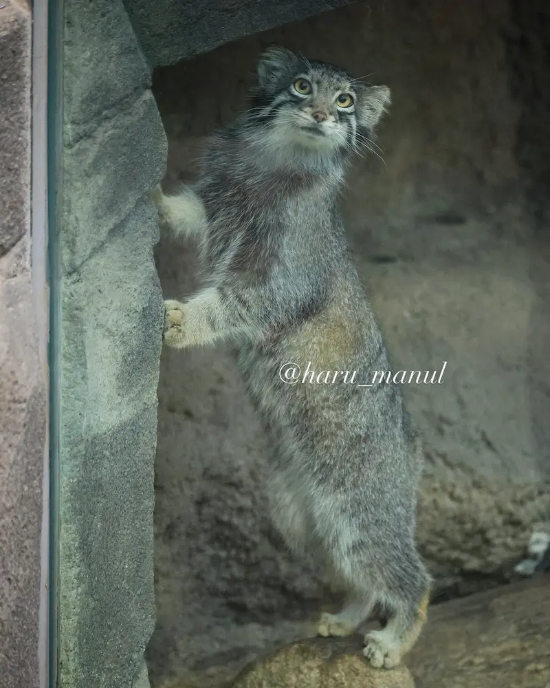神戸どうぶつ王国のオトの写真