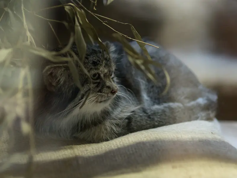 恩賜上野動物園のクリョンの写真