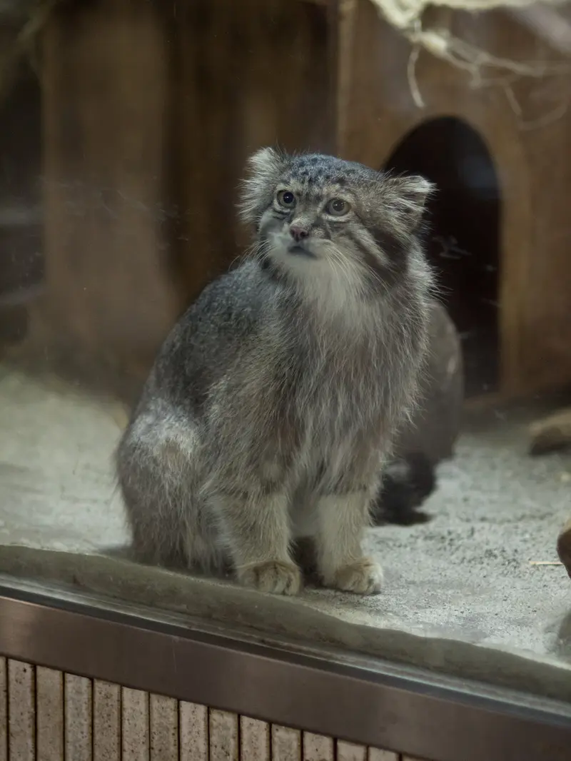 恩賜上野動物園のクリョンの写真