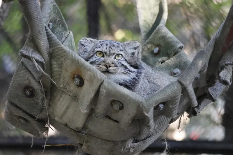 ノヴォシビルスク動物園のマヌルネコの写真