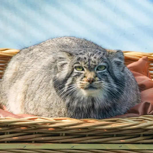 青海チベット高原野生動物園のスン・サンランの写真