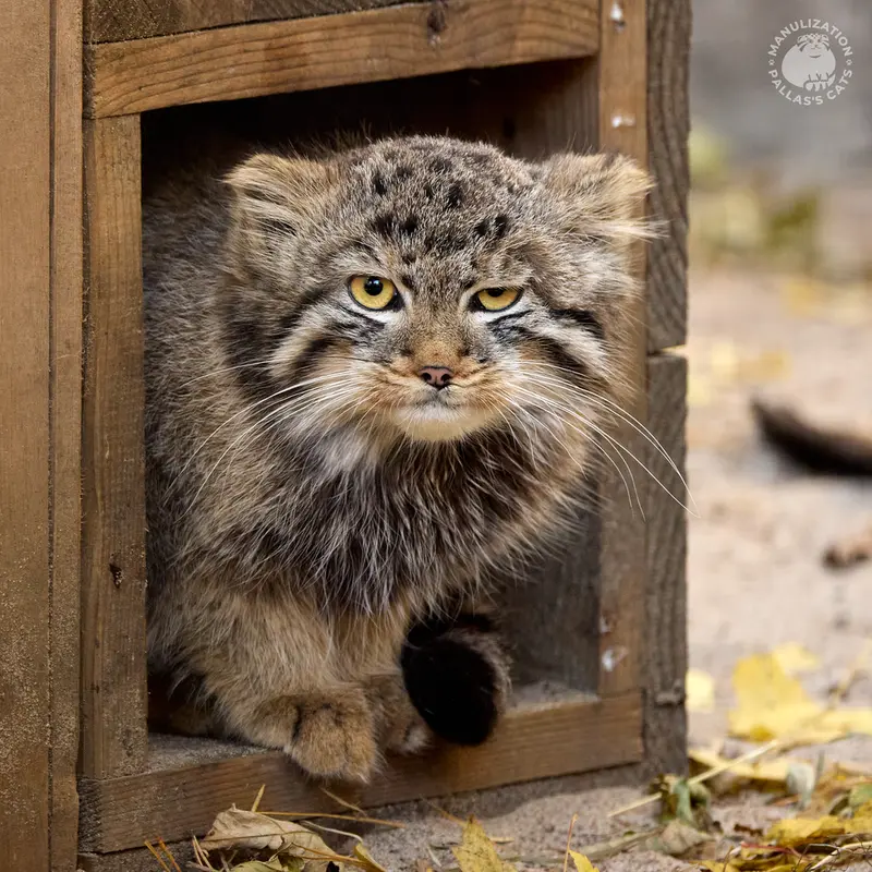 ノヴォシビルスク動物園のレオンの写真