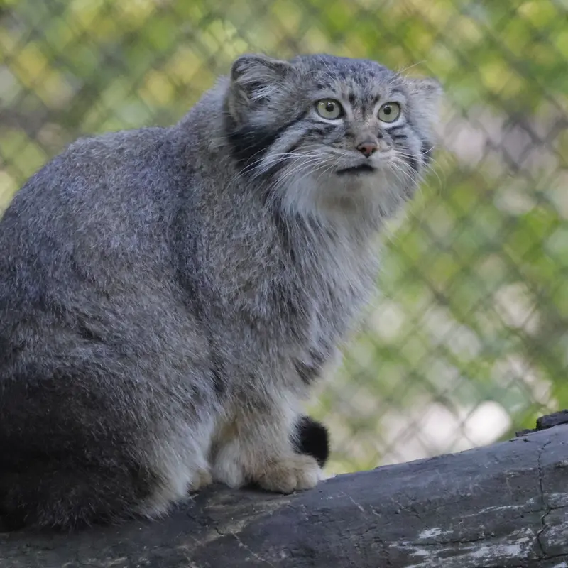ノヴォシビルスク動物園のスネジャナの写真