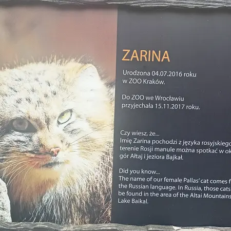 ヴロツワフ動物園のマヌルネコの写真