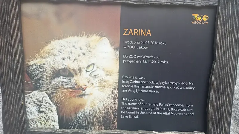 ヴロツワフ動物園のマヌルネコの写真