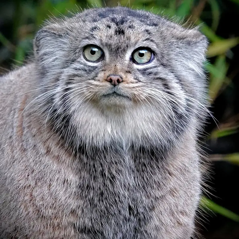 ロッテルダム動物園のポエスの写真