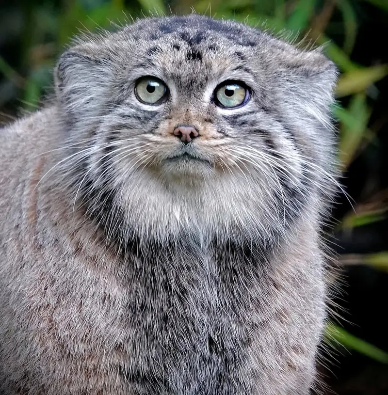 ロッテルダム動物園のポエスの写真