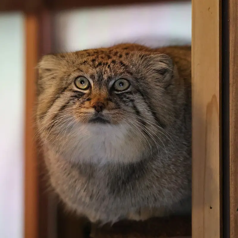 埼玉県こども動物自然公園のロータスの写真