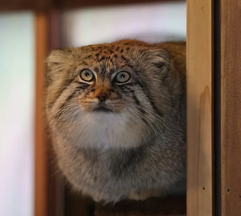 埼玉県こども動物自然公園のロータスの写真