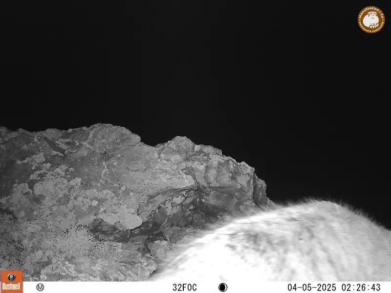 ベッショキー1カメラトラップで撮影したOtocolobus manul manulの写真