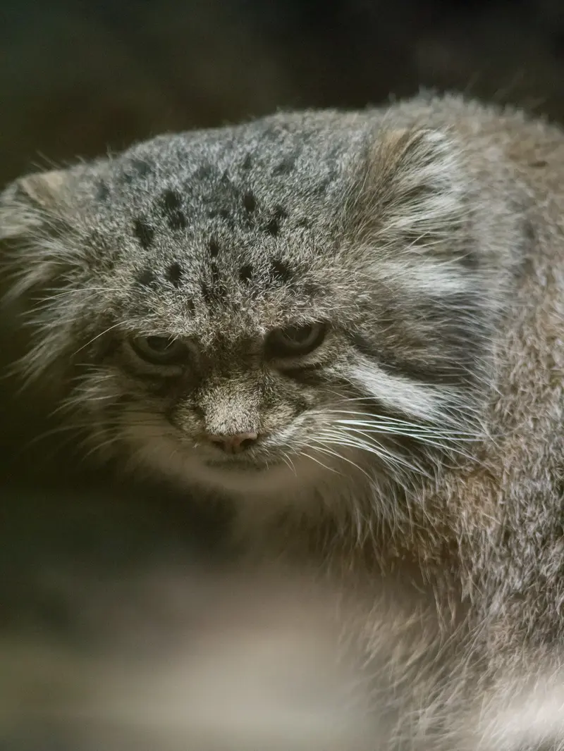 恩賜上野動物園のクリョンの写真