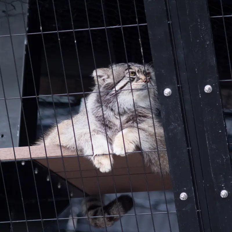 旭山動物園のグルーシャの写真