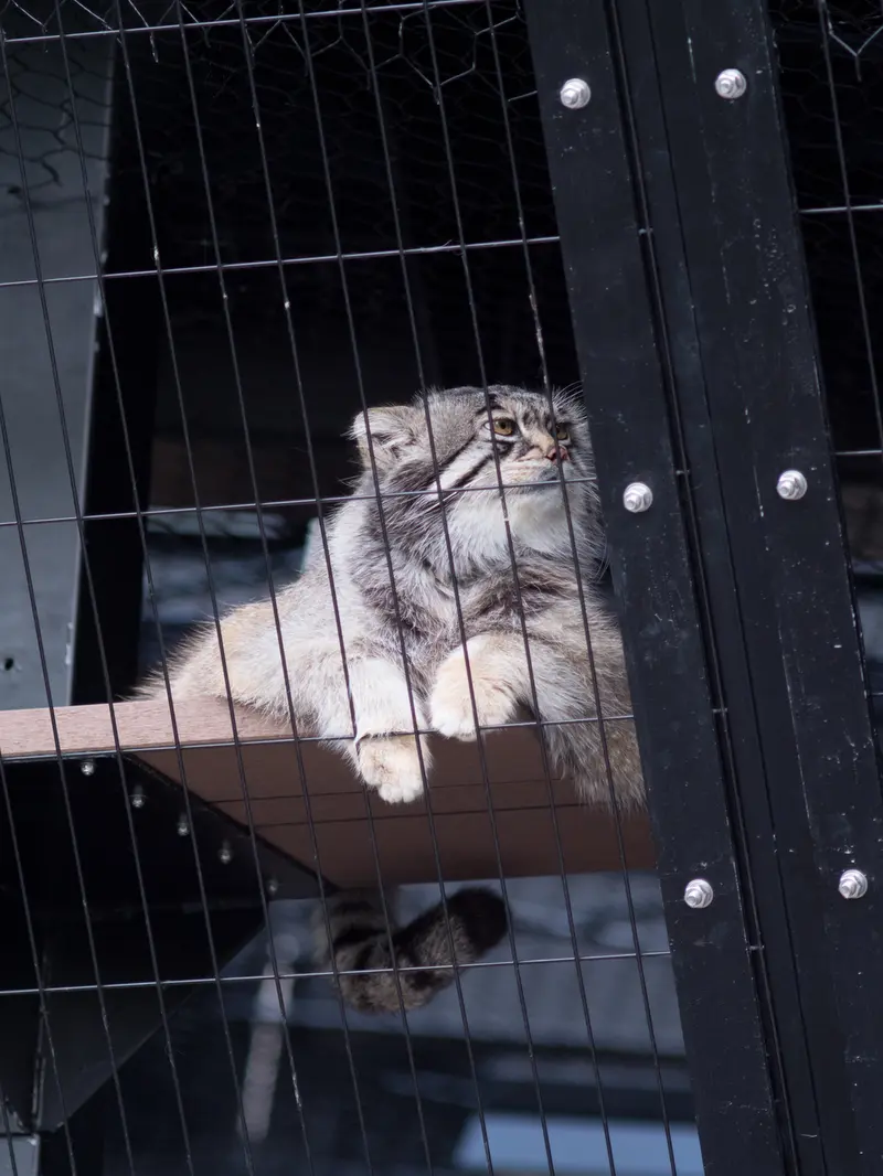 旭山動物園のグルーシャの写真