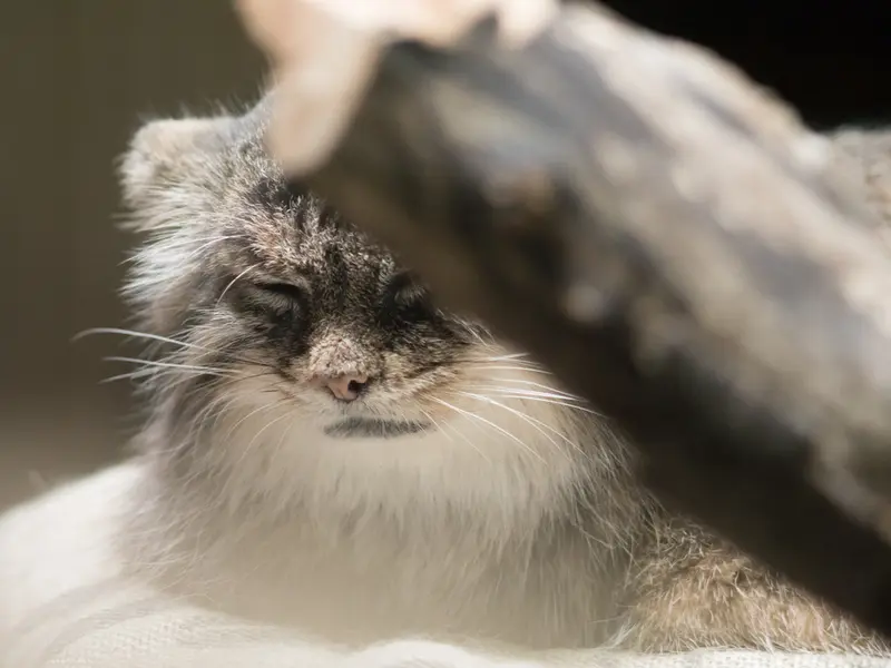 恩賜上野動物園のプリームラの写真