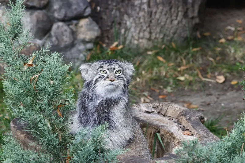 モスクワ動物園のティモフェイの写真