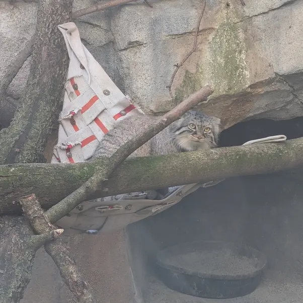 コロンバス動物園・水族館のミーラの写真