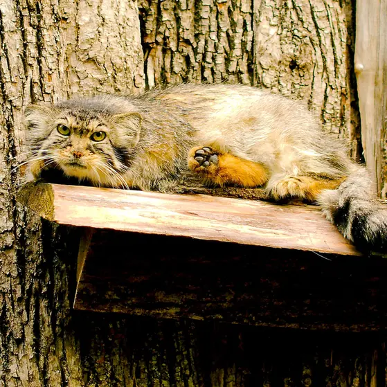 レッドリバー動物園のエルヴィラの写真