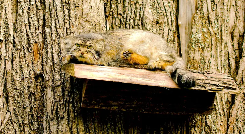 レッドリバー動物園のエルヴィラの写真