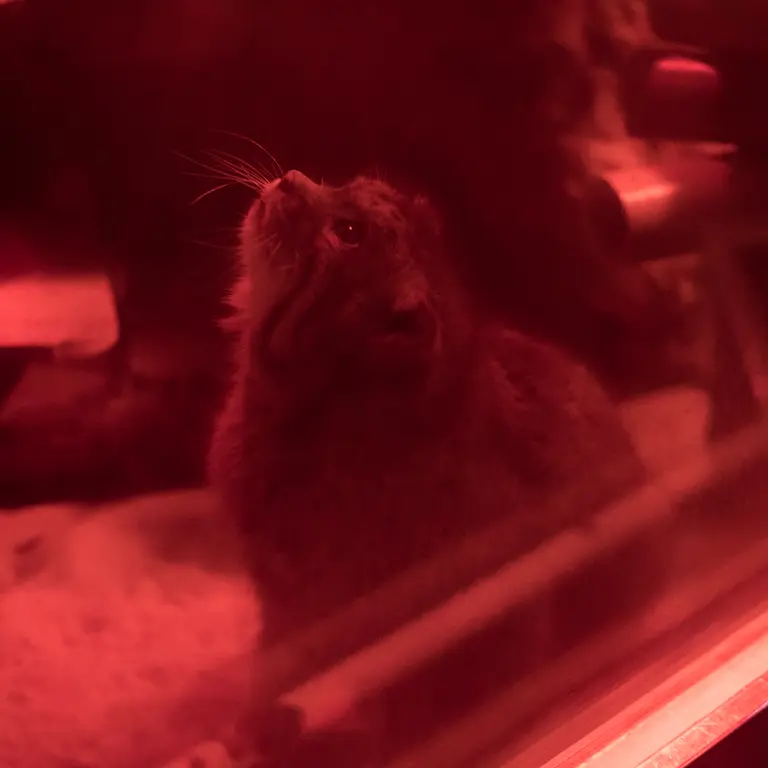 恩賜上野動物園のナイマの写真