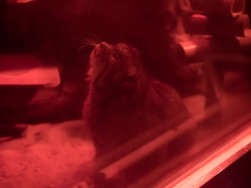 恩賜上野動物園のナイマの写真