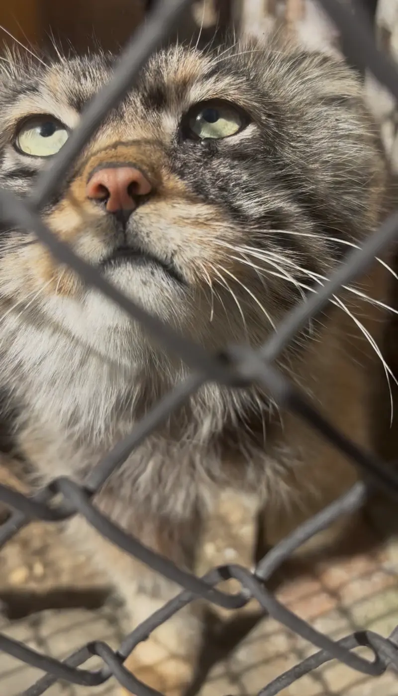 ノヴォシビルスク動物園のジョージの写真