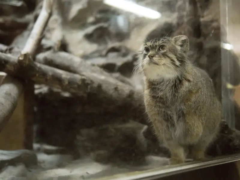 恩賜上野動物園のプリームラの写真