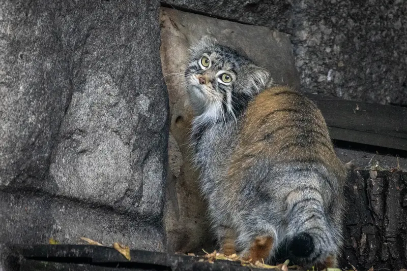 モスクワ動物園のティモフェイの写真